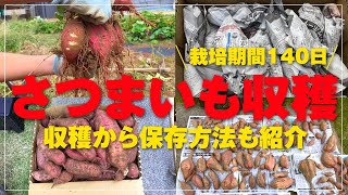 【サツマイモ収穫】2023年産140日栽培での収穫結果と保存方法紹介 [upl. by Mazman675]