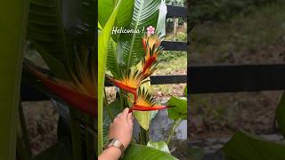 Heliconia plant  minivlog flowers flower homedecor plants heliconia youtube vlog vlogger [upl. by Haiel]