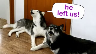 I Left Home With a Puppy Huskies Howl When They Are Left Alone At Home [upl. by Neleag]