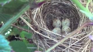 garden warbler nest and eggs [upl. by Jeminah]