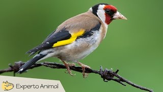 Jilguero campero Carduelis carduelis  Canto características y curiosidades [upl. by Shatzer]