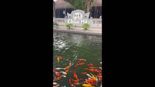 Koi Fish in an Ancient Temple koi koifish koipond ancienttemple pondfish [upl. by Llyrrad]