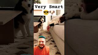 Dogs funny reaction to me falling asleep with a treat husky dog funnyhusky puppy shorts pets [upl. by Nevaed]