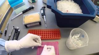 PCR Protocol  Part 2 [upl. by Autry]