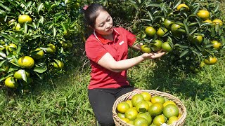 Harvesting grèen orange garden goes to market sell  Cleaning up the farm after many days away [upl. by Sparky]