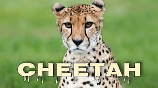 Cheetah meow cheetah sounds [upl. by Adrianna]