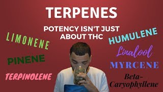 Terpenes in Cannabis Where Your High Really Comes From [upl. by Renfred]