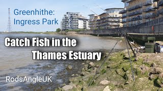 Catch Fish in the Thames Estuary GREENHITHE  INGRESS PARK [upl. by Ahtnahc]