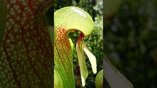 Cobra lily plant eat animal carnivorous plant Darlingtonia plants youtubeshorts information [upl. by Imeka]