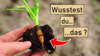 Das habe ich so noch nie gesehen 😮🤔 Spannendes über die Saatgutvermehrung von MöhrenKarotten 🥕🌱🌾 [upl. by Lane393]