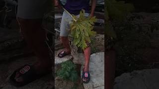 Papaya leaves turn yellow funny viral shortvideo fishing foryou shorts [upl. by Ecnarrat]