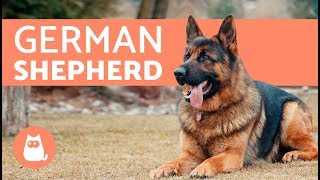 All about the German Shepherd  History care amp training [upl. by Efinnej421]