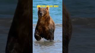 Grizzly Bears Zebras and many more Animal Sounds [upl. by December]