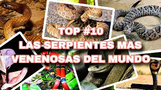 TOP 10  Las Serpientes mas peligrosas del mundo [upl. by Leamiba]