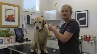 How to Apply Liquid Flea Treatment to a Dog [upl. by Ttej]