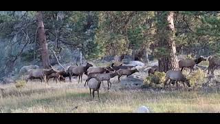 A Proper Critter Video Of Elk [upl. by Nolasba172]