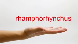 How to Pronounce rhamphorhynchus  American English [upl. by Clower]