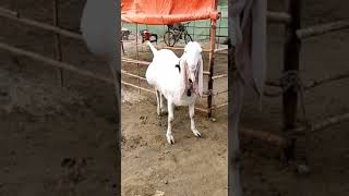 Guiness World record 📹Heavy Weight Giant Qurbani Goat From Pakistan 🇵🇰viralvideo trending Viral🐐❤ [upl. by Nyvek326]