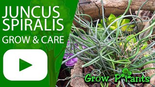 Juncus spiralis  grow amp care Corkscrew rush [upl. by Dorine]