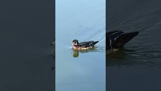 Pair of wood ducks birdnoises woodducks minnesotalife ducks wildducks wildduck [upl. by Akienom]