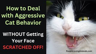 Aggressive Cat Behavior  Types of Cat Aggression  How to Deal With an Aggressive Cat catbehavior [upl. by Norraf]