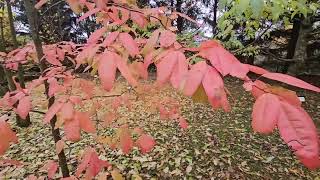 Oxydendrum arboreum kysloun stromový [upl. by Eirak]