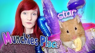 Foster Hamster Star  Syrian Hamster Surrender Story [upl. by Toombs444]