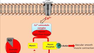 Mechanism of Glyceryl Trinitrate GTN [upl. by Akla]