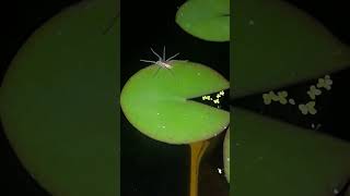 raft or water spider either way its a big spider [upl. by Soule325]