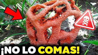 🍄 ¡10 HONGOS Sorprendentes 🌿 ¿Comestibles o Venenosos ⚠️ [upl. by Yesdnyl692]