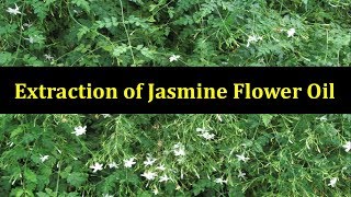 Extraction of Jasmine Flower Oil [upl. by Citarella]