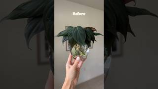 Crazy root growth propagation philodendron [upl. by Lenej]