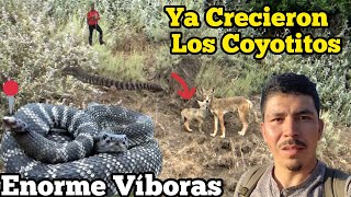 Viboras Cascabel Gigantes Y Coyote Con Su Coyotito [upl. by Den]