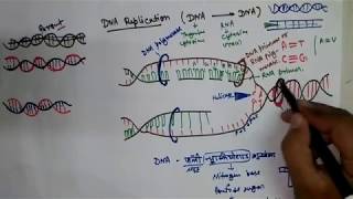 DNA replication in hindi [upl. by Nodgnal387]