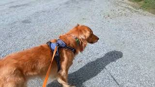 Campground review on Quechee Vermont KOA livelifetravelmore welovetotravel goldenretriever [upl. by Nallac]