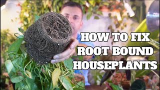 fixing root bound houseplants  pruning to make more plants [upl. by Hersch936]