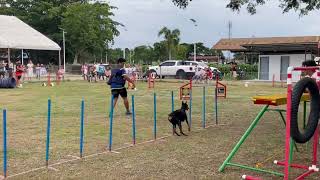 DOG AGILITY  Doberman Pinscher [upl. by Leonidas794]