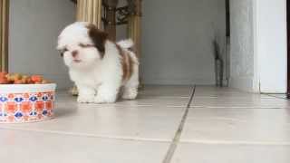 Home Alone Puppy  Shih Tzu [upl. by Juanita]