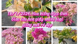 181Còn s101215Thima yellowHồng gân TchâuYellow mixFly baitsPink taiwan 0977519476 [upl. by Willms]