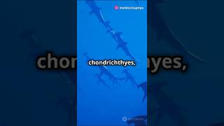 Part1 quotExploring Chondrichthyes Sharks Rays amp More MarineBiology Sharks OceanLifequot ytshorts [upl. by Leissam]