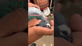 racing pigeon Leo Heremans New Olympiad chequer music love edm travel beach viralvideo [upl. by Nylidam]