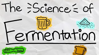 What is Fermentation and How Does it Work [upl. by Brandwein]