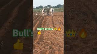 bullworking agriculture terendingvideo farming bullworker agriculturalsystem farmer [upl. by Sirhc116]