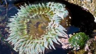 Giant Green Anemone [upl. by Ataner]