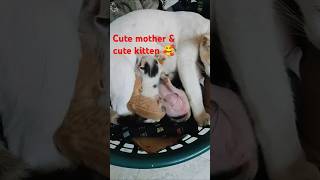 Cute mother and cute kitten deliver catlovercutekittensnimal [upl. by Starla100]