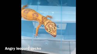 Angry leopard gecko screaming voice [upl. by Bashuk]