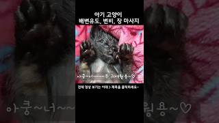 아기 고양이 변비 장 마사지feat성묘들의 반응😼Baby cat constipationfeat reaction of adult cats [upl. by Ytiak]