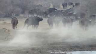 Standoff at Madikwe Game Reserve  North West Province South Africa [upl. by Tloc]