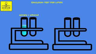 LIPIDS animation EMULSION TEST FOR LIPIDS [upl. by Annhej]