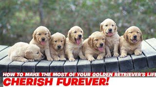 How to Make the Most of Your Golden Retrievers Life [upl. by Ruthe]